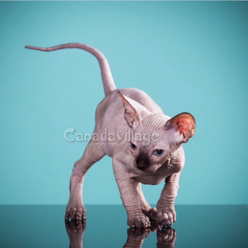 buy Canadian Sphynx kitten